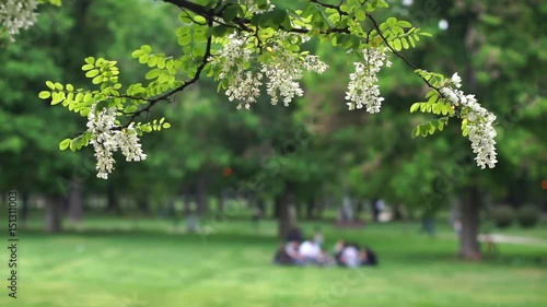 Sunny day in a city park-Selective focus on black locust branch.Unrecognizable,blurred,out of focus people walking,relaxing in the background. Acacia white flowers swaying on spring breeze-Close up 