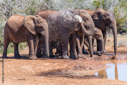 Groupe d   l  phants s aspergeant devant un plan d eau  Addo Elephant National Park 