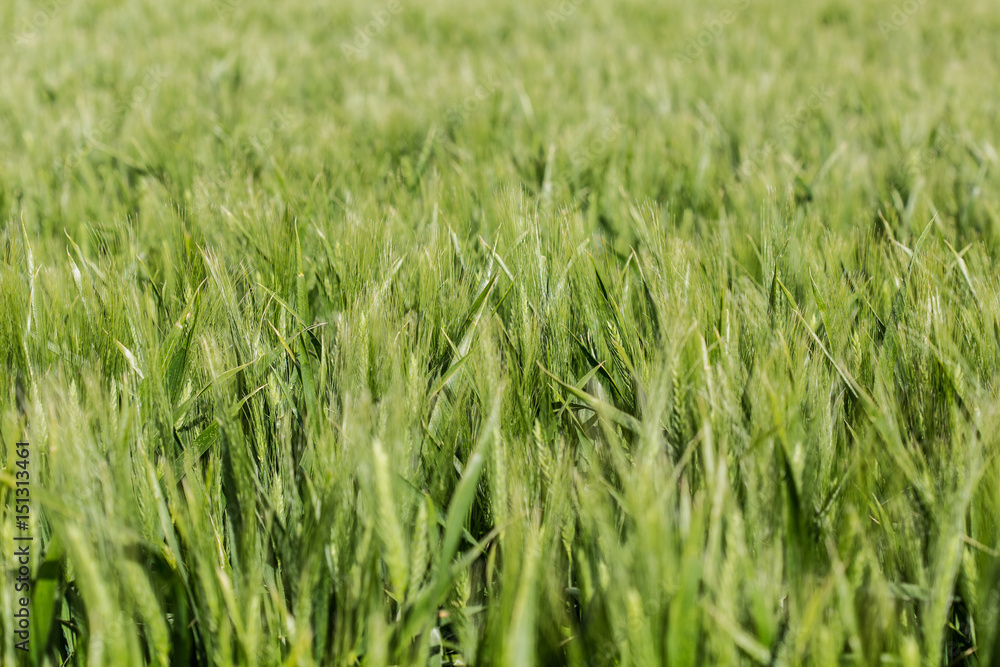 The wheat beginning to ear; a pattern of a green field