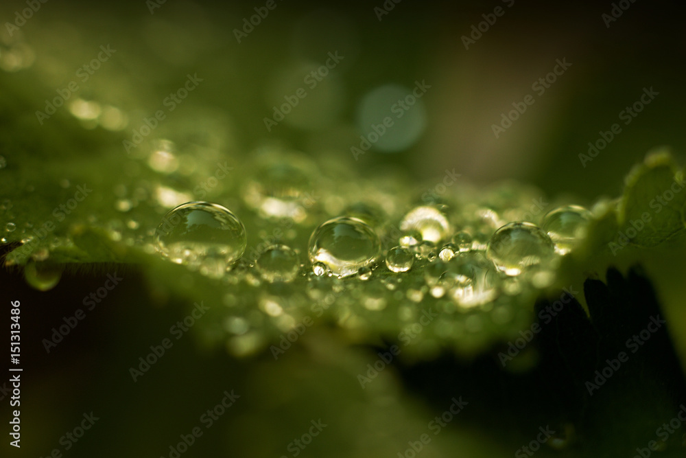 Lady's mantle - morning dew on the leaves Lady's mantle - morning dew on the leaves