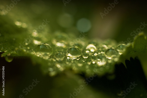 Lady's mantle - morning dew on the leaves