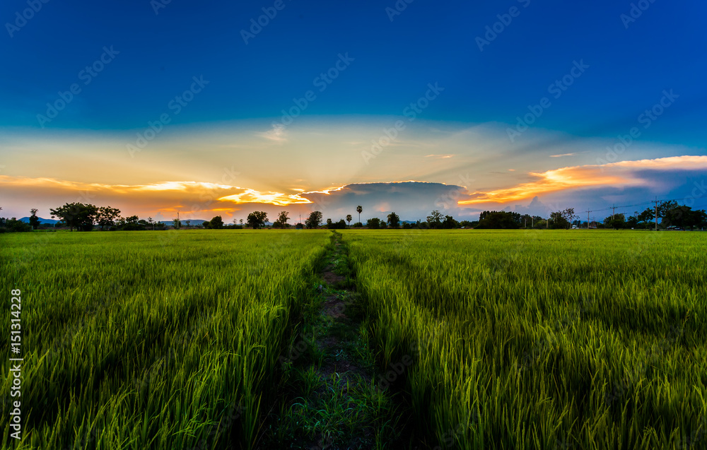 rice green fields in sunset time
