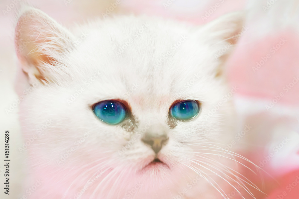 Little cute sad white cat