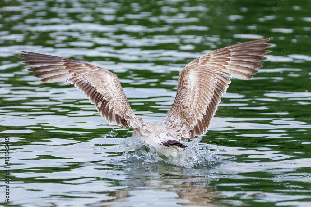 Fototapeta premium Seagull landing on water
