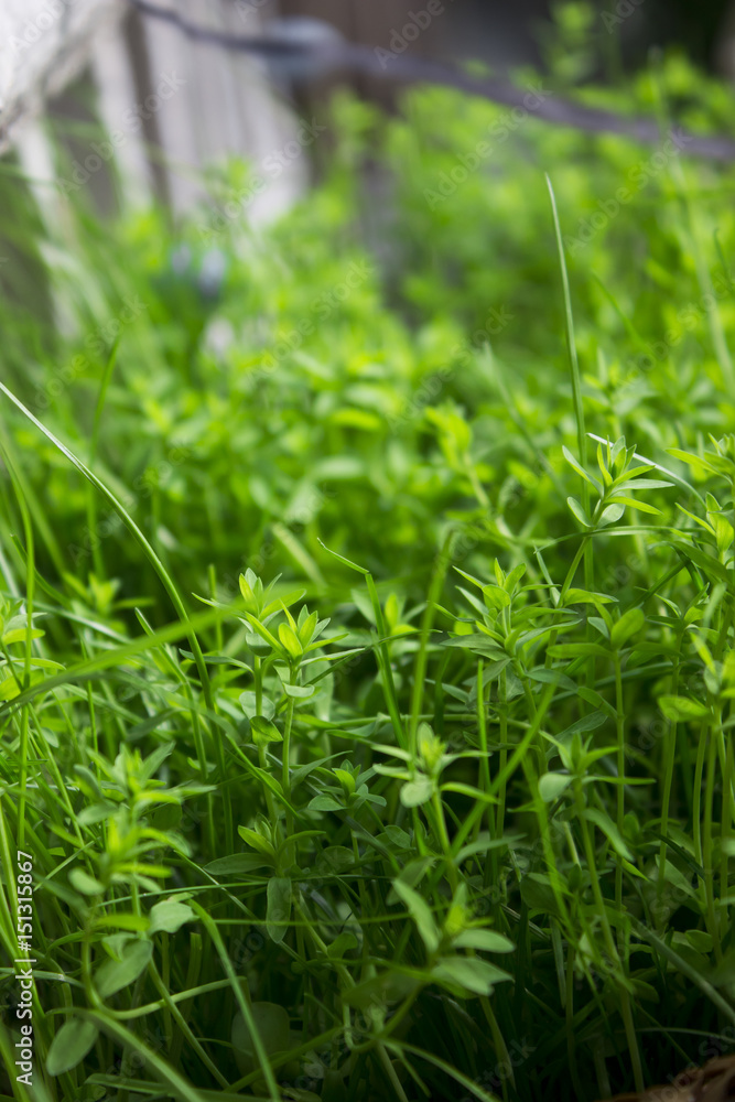Lush green grass under the spring sun in a pot on the balcony Lush green grass under the spring sun in a pot on the balcony