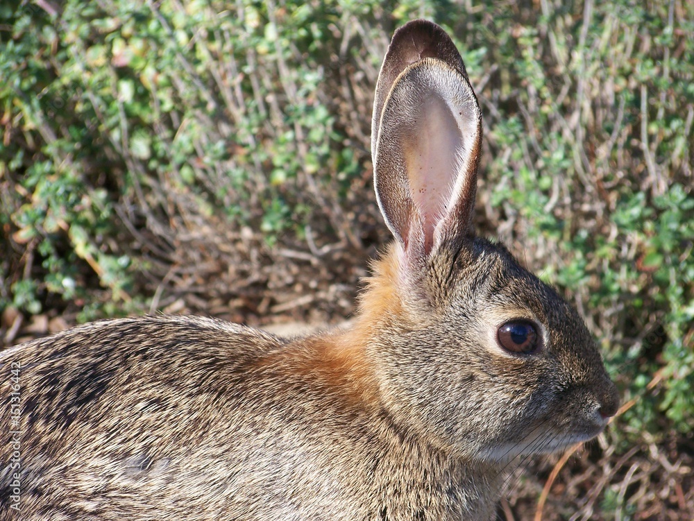 Fototapeta premium Profile of Alert Rabbit