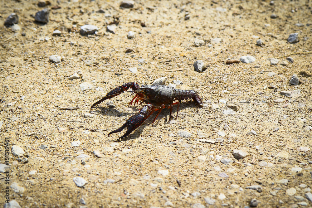 Fototapeta premium Crayfish on sand