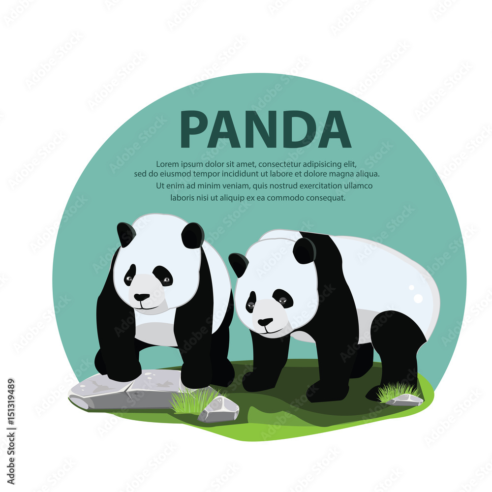 Obraz premium Panda couple