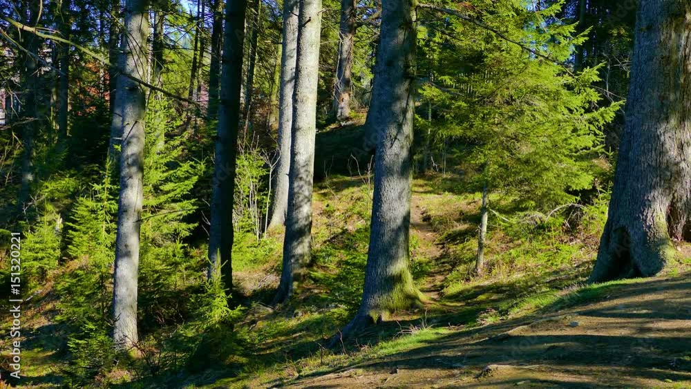 Coniferous forest Coniferous forest