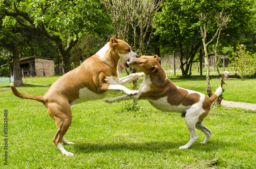 dogs playing with each other outside