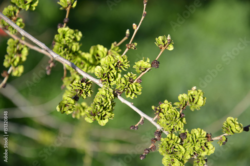 Branch with green fruits of an elm stocky (Ulmus pumila L.) photo