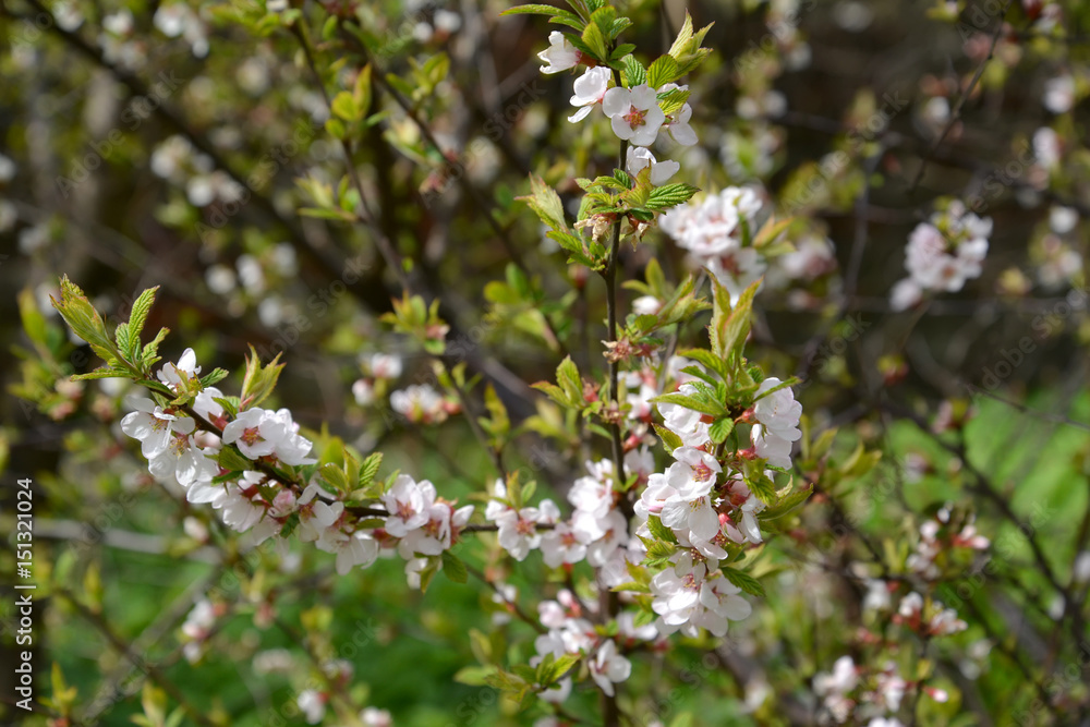 The blossoming felt (Chinese) cherry (Prunus tomentosa L.) The blossoming felt (Chinese) cherry (Prunus tomentosa L.)