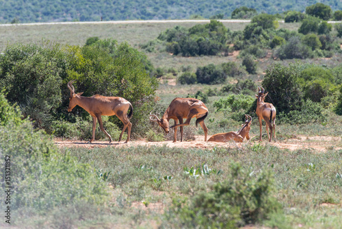Groupe d'antilopes (Addo Elephant National Park)