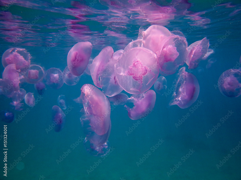 Moon Jellyfish
Moon Jellyfish