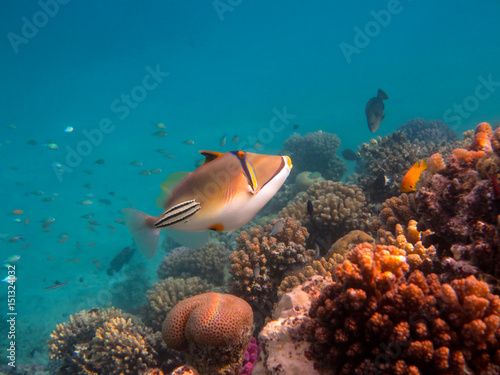  Picasso Triggerfish 