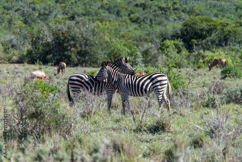 Zebres faisant un calin   Addo Elephant National Park  Afrique du Sud