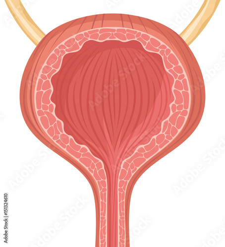 human bladder vector illustration