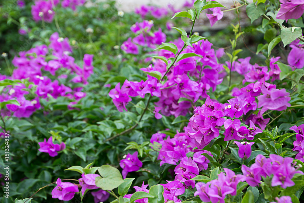 The flower is the bush. The flower is the bush.