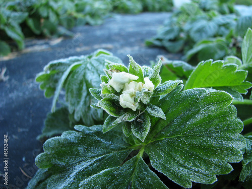 Εκτύπωση καμβά bloom strawberry plant frost