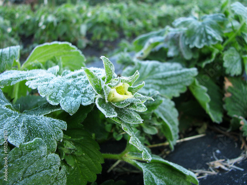bloom strawberry plant frost