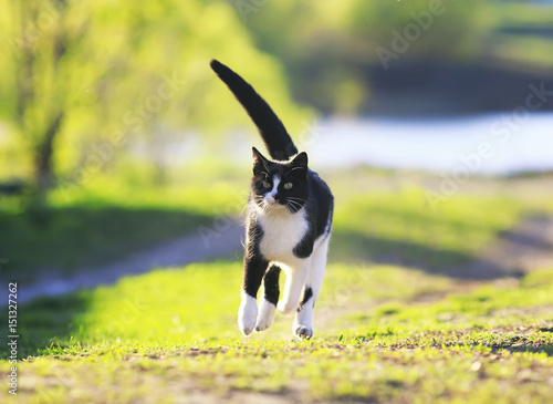 playful cat is running on green grass jumping high