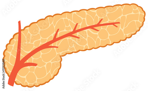 vector illustration of pancreas 
