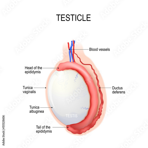 Testicles. Human anatomy