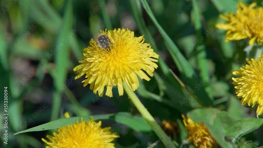 May Beetle on the Yellow Flower maybug beetle on yellow dandelion flower May Beetle on the Yellow Flower maybug beetle on yellow dandelion flower