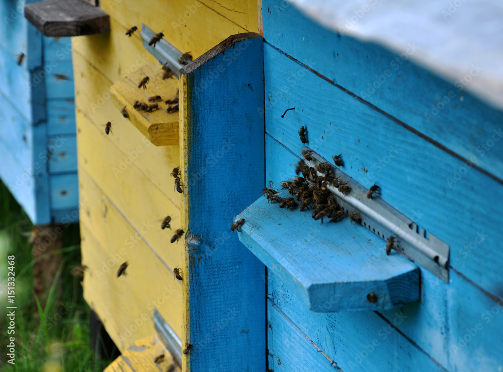 The bees from nectar and pollen flies to the beehive cell The bees from nectar and pollen flies to the beehive cell