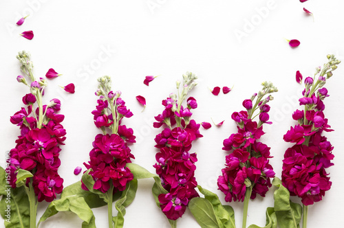 Burgandy stock flowers
