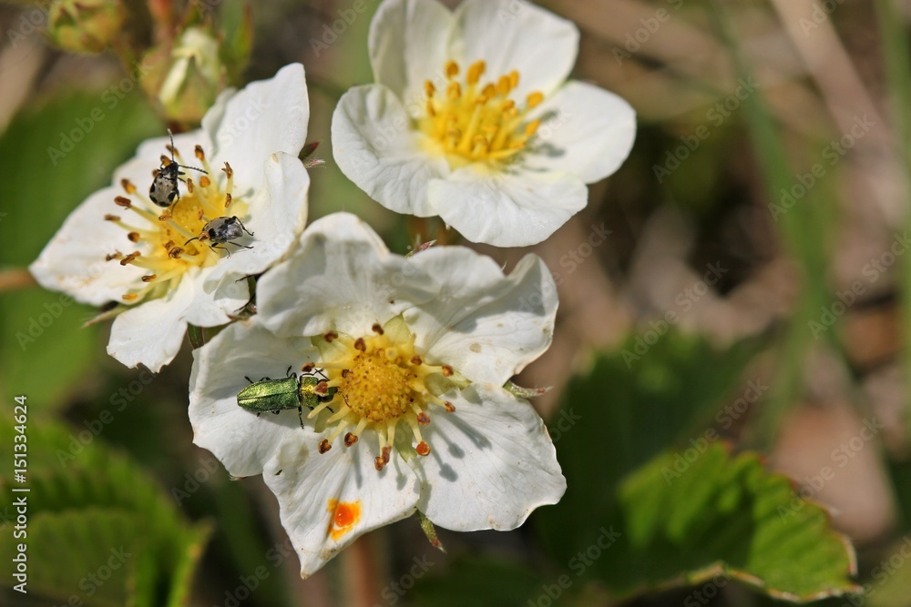Männlicher Glänzender Blütenprachtkäfer (Anthaxia nitidula) und Bärenschoten-Samenkäfer (Bruchidius marginalis) auf Blüten der Knackerdbeere (Fragaria viridis)
Männlicher Glänzender Blütenprachtkäfer (Anthaxia nitidula) und Bärenschoten-Samenkäfer (Bruchidius marginalis) auf Blüten der Knackerdbeere (Fragaria viridis)