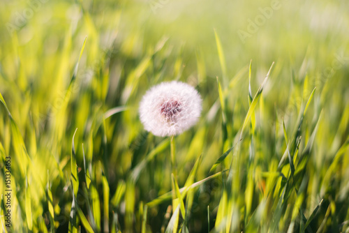 Close-up photo of ripe dandelion. White flowers in green grass. Closeup of fluffy white dandelion in grass with field flowers. The background.