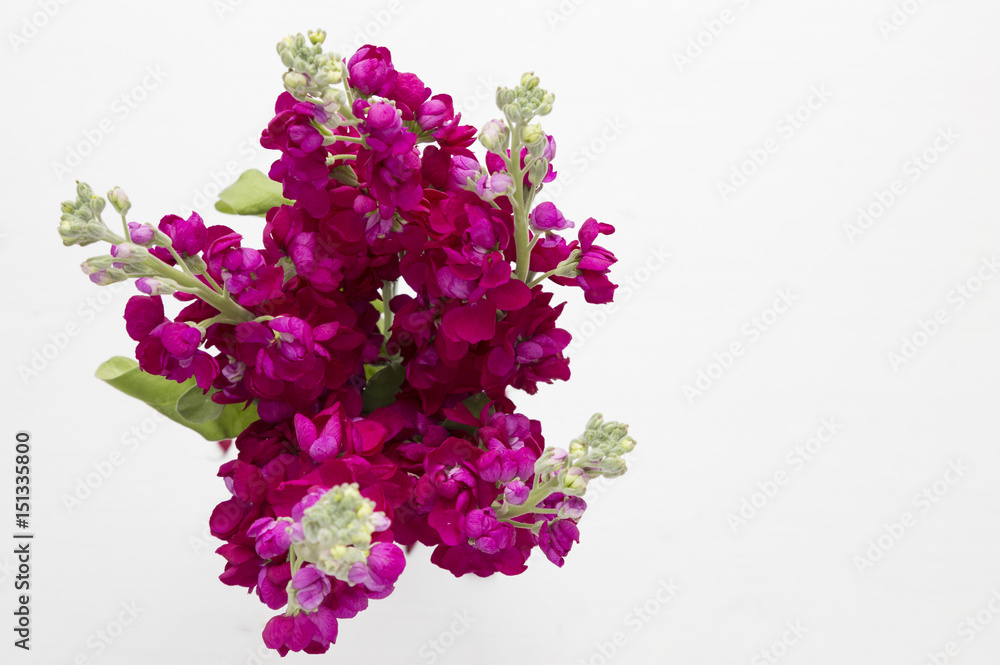 Bunch of burgandy stock flowers Bunch of burgandy stock flowers
