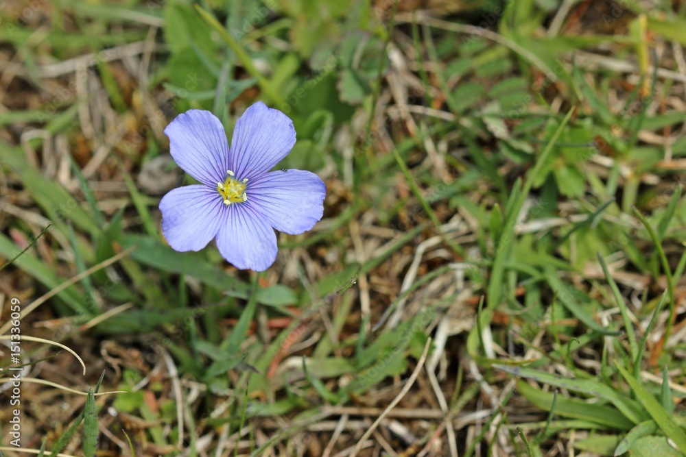 Lothringer Lein (Linum leonii)