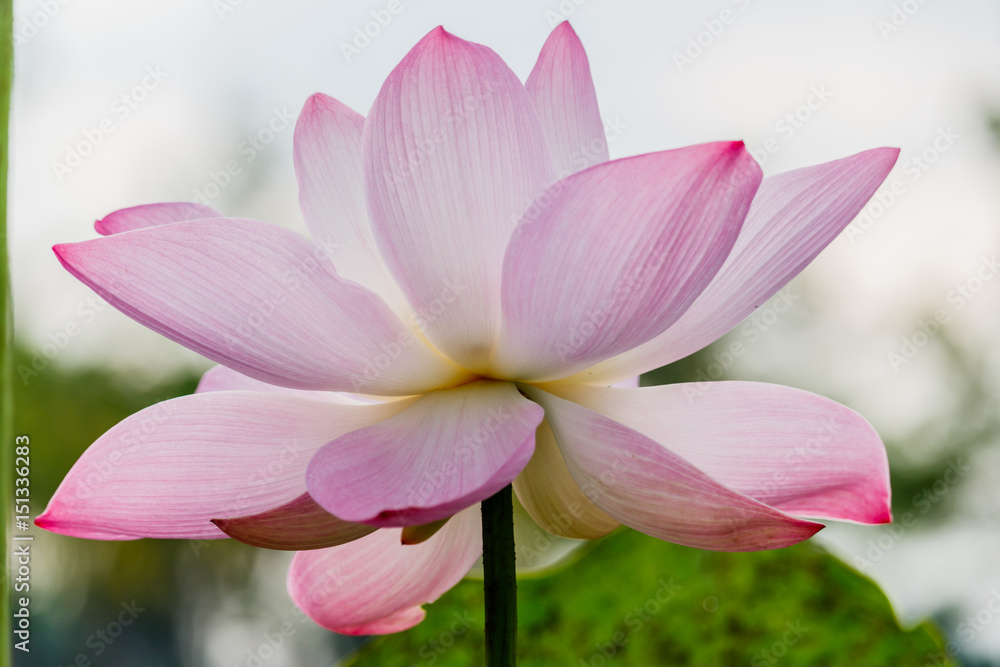 beautiful pink waterlily or lotus flower in pond beautiful pink waterlily or lotus flower in pond