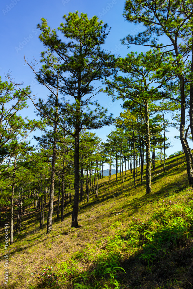 hillside trees