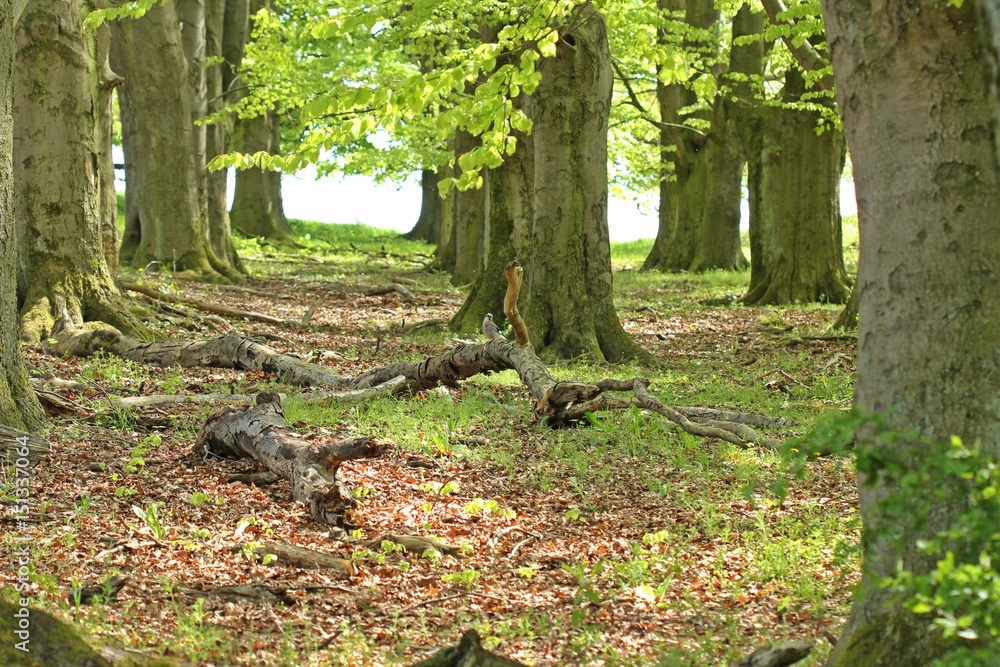 Eichelhäher (Garrulus glandarius) auf der Schweinehute am Dörnberg Eichelhäher (Garrulus glandarius) auf der Schweinehute am Dörnberg