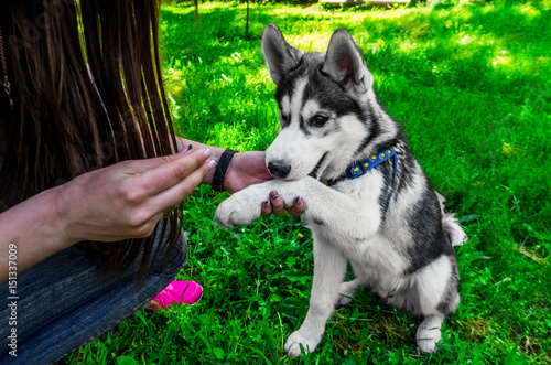 The dog executes the command. Received an award
