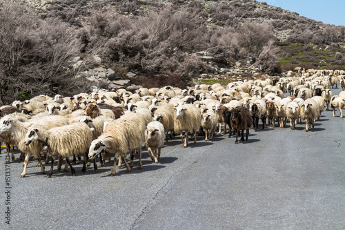 A flock of sheep on the road in the mountains of Crete