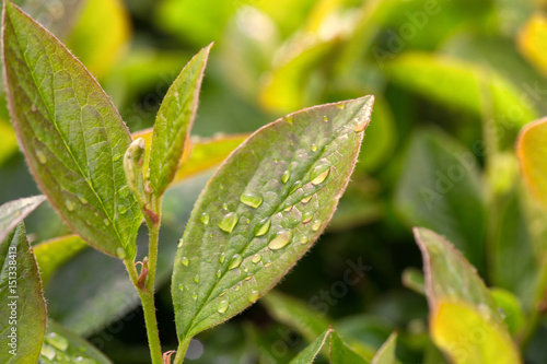 Leaves of young tea. A young green shoot with dew drops, in sunny weather. Aromatic freshness