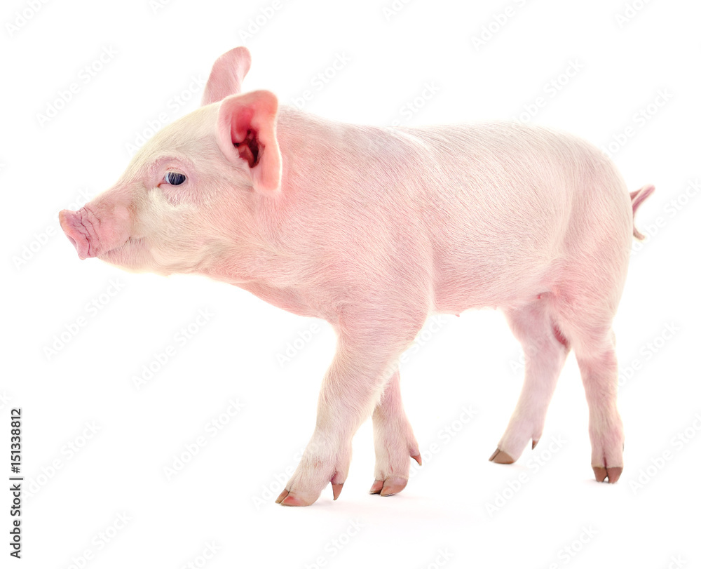 Pig on white. Pig on white.