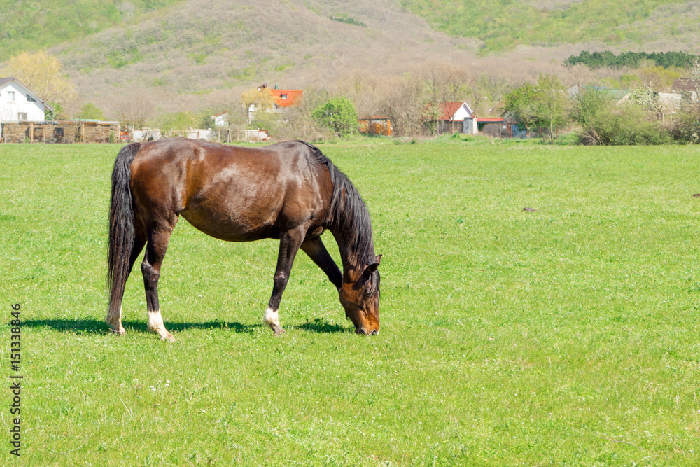 Brown horse grazing on green meadow Brown horse grazing on green meadow
