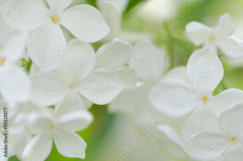 Lilac white macro photo