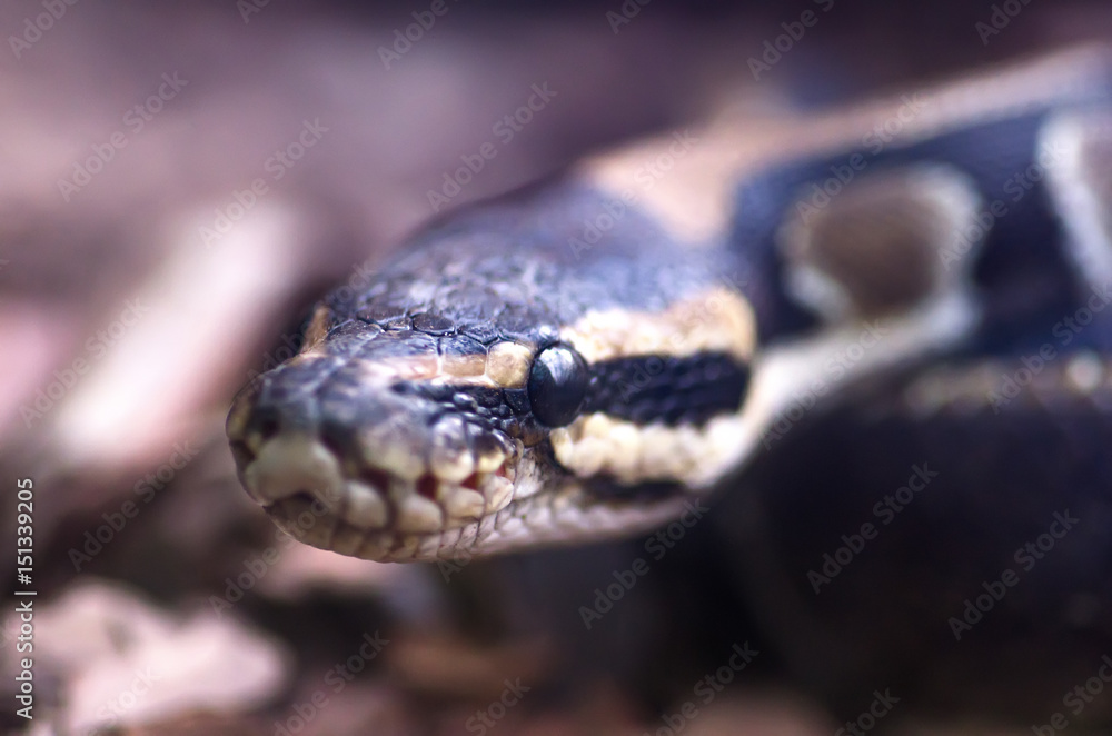 Python's head macro Python's head macro