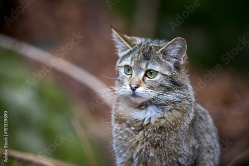 Image of a Wildcat (Felis silvestris) in Germany © vaclavkrizek