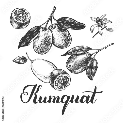 Ink hand drawn kumquats with leaves and flowers. Citrus fruits. Food elements collection for design, Vector illustration.