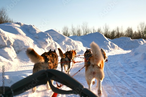  Ride a Siberian husky in Husky park , Murmansk Russia