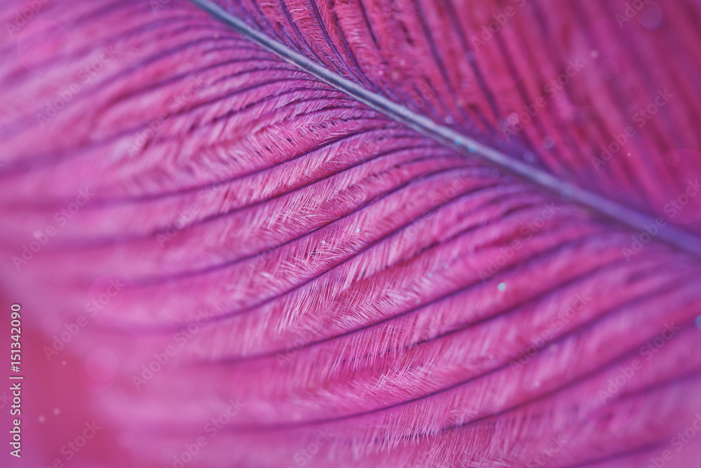 Fototapeta Piękny abstrakcjonistyczny tło z purpur piórkiem.