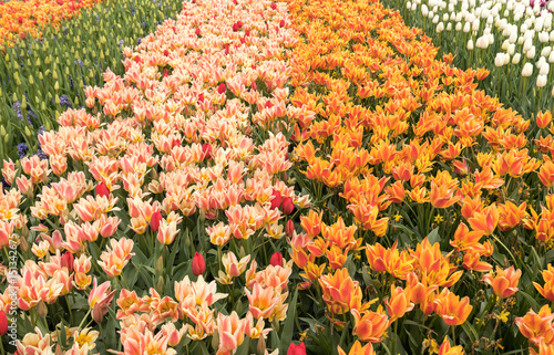 Tulip fields of the Bollenstreek, South Holland, Netherlands photo