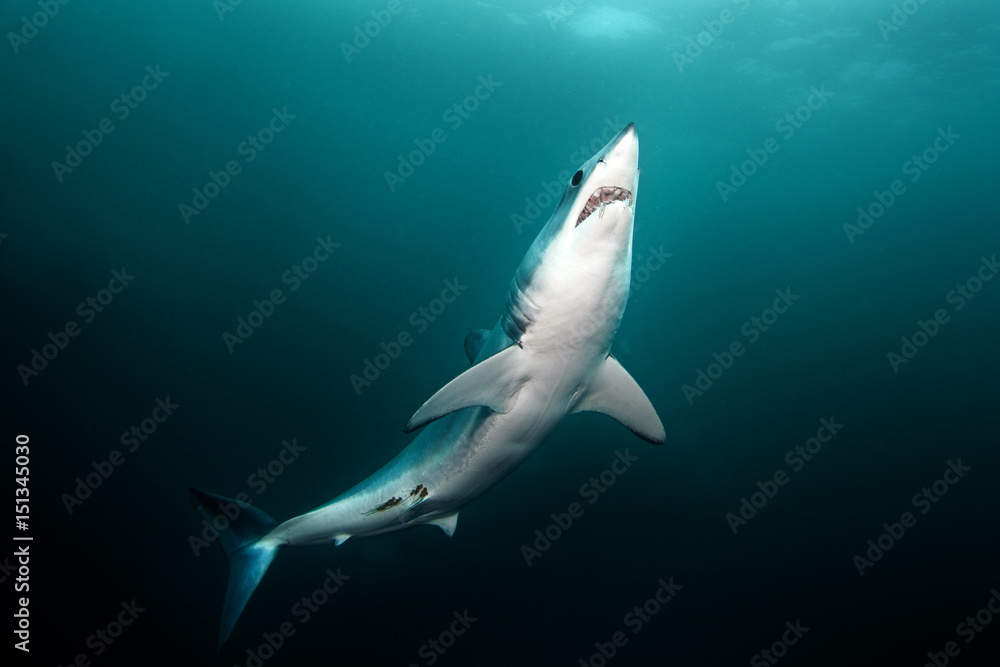 Fototapeta premium Mako shark, Isurus oxyrinchus, Atlantic ocean, Simon's Town, South Africa